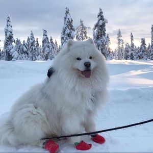 Meet your Posher, Lena